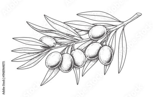 Black and white of an olive branch with ripe olives fruit leaf