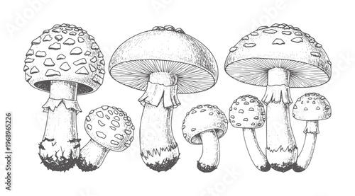 Collection of black and white of various mushrooms fungi nature forest wild