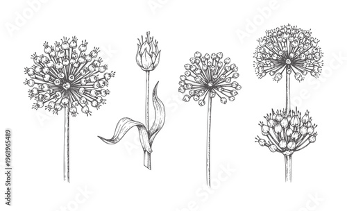 Four botanical of allium flowers and buds plant