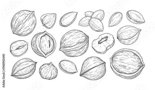 Hand drawn collection of various nuts and seeds in style almond walnut hazelnut