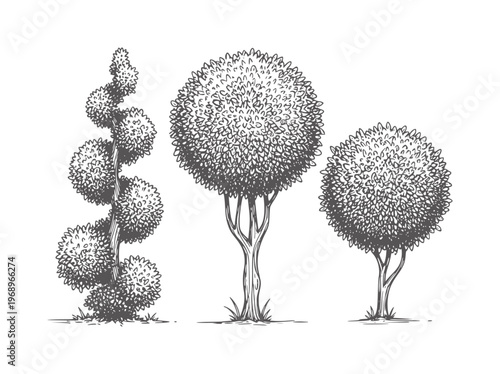 Monochrome of three distinctively pruned ornamental trees topiary