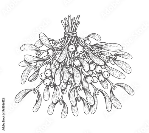 Of a mistletoe bunch with berries and leaves vintage