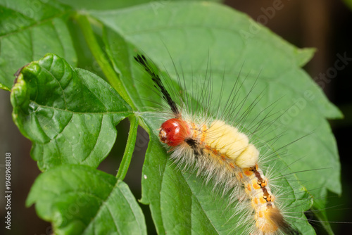 Slika na platnu Tussock moth caterpillar on a leaf