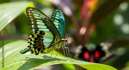 Macro shot of a vibrant green swallowtail butterfly resting on a tropical leaf with dew drops, featuring a soft bokeh background with another insect.