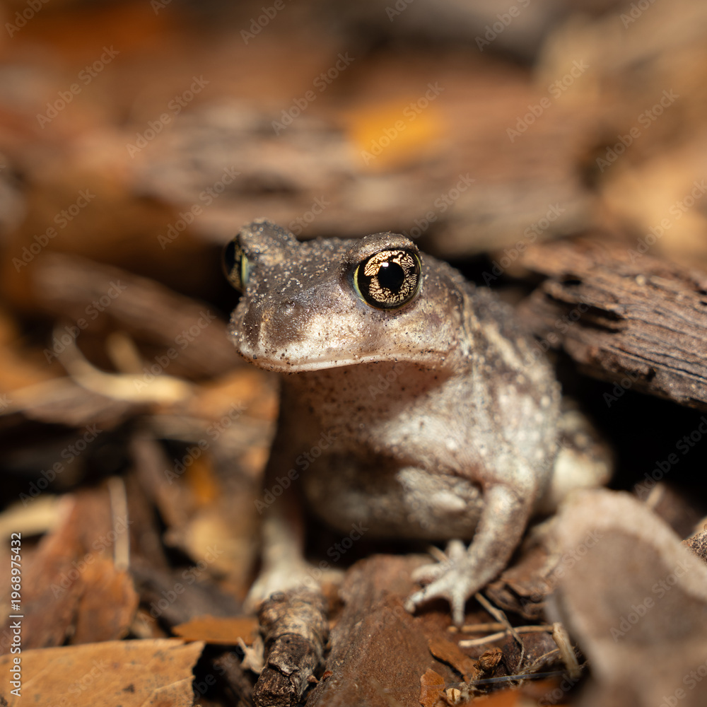 Obraz premium Eastern spadefoot toad