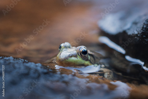 Obraz na plátne Northern green frog in water