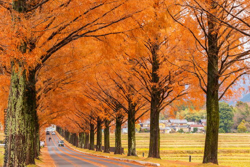 日本の風景・秋　滋賀　マキノ高原　紅葉のメタセコイア並木