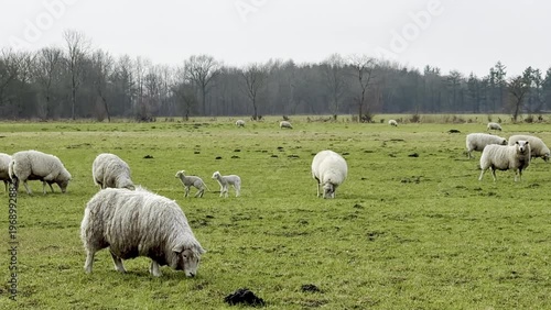 Sheep grazing peacefully in a lush green field, with several lambs playing nearby, under a cloudy sky in a serene rural landscape