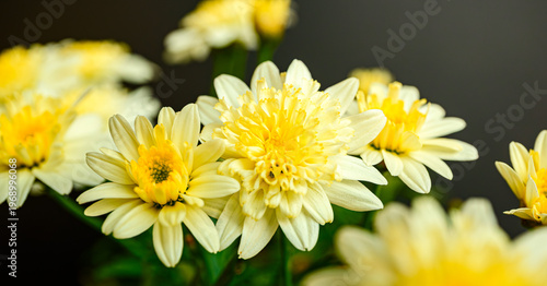 マーガレット (黒背景)