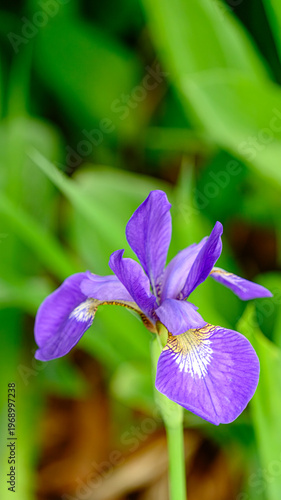 アヤメの花のアップ
