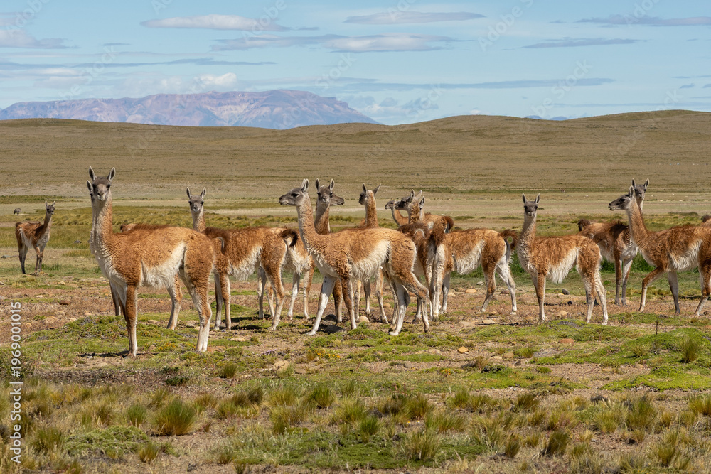 Fototapeta premium Guanaco herd standing in Patagonia landscape