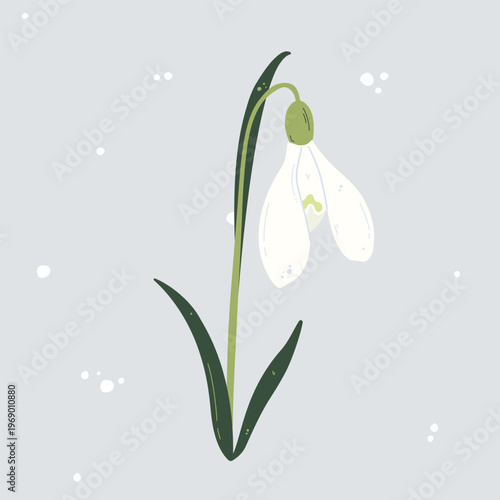 Colored snowdrop illustration. Isolated hand drawn vector flower