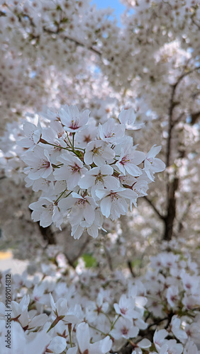 Ephemeral Beauty Cherry Blossoms Displaying Fragility and the Joy of Springtime Bloom