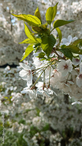 Delicate White Cherry Blossoms Blooming in Springtime, with Green Leaves and Branches
