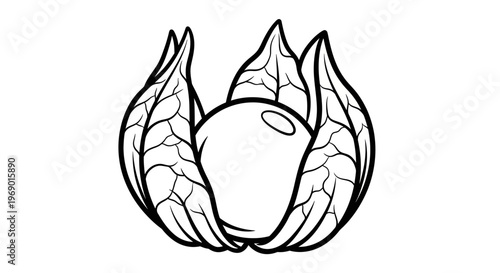 Black and white illustration of a physalis fruit with detailed leaves