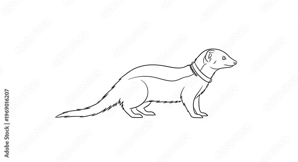 Fototapeta premium Line drawing of a mongoose isolated on white background vector illustration