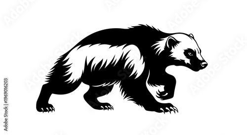 Black and white wolverine illustration on white background isolated vector
