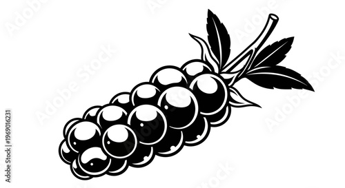 Black and white illustration of ripe blackberries with leaves on white background