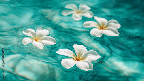 White tropical frangipani flowers floating on turquoise water