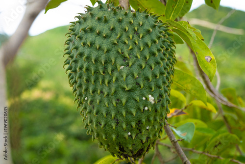 Soursop fruit on the tree