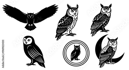 Five owls are illustrated in different poses and flying.