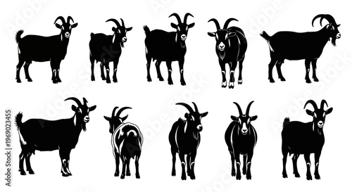 A group of goats stand together in a field on a sunny day outdoors.