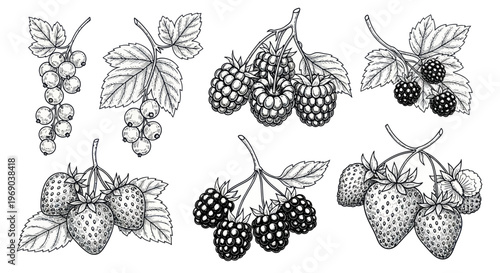 Hand-drawn Berry Collection: Strawberries, Raspberries, Blackberries, Currants