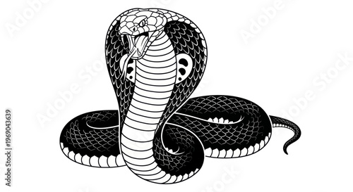 Aggressive Cobra Snake Ready to Strike, Black and White Illustration