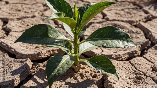 Young Green Plant Growing on Dry Soil Representing Sustainability and New Life Concept