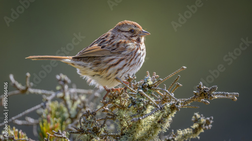 Song Sparrow songbird perching on tree