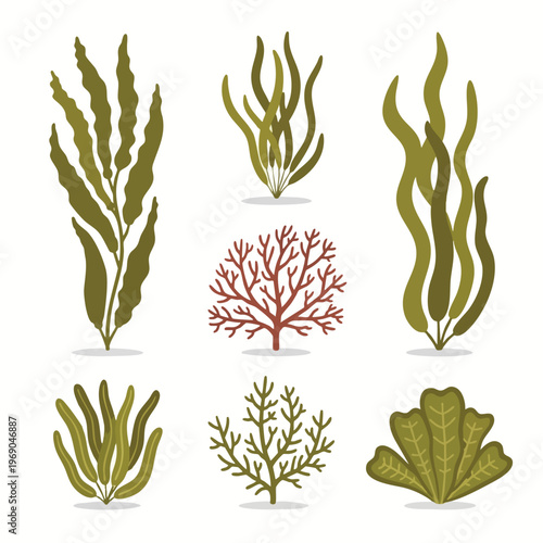 Collection of diverse, colorful underwater plant illustrations with shadows