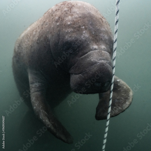 Manatee sleeping 