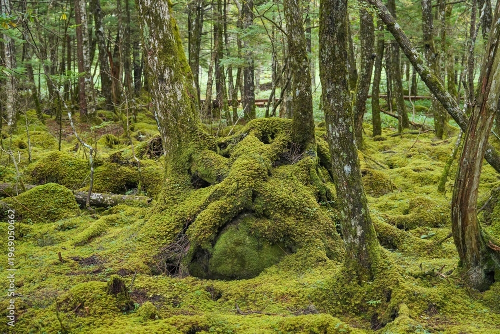 Fototapeta premium 神秘的な苔の森での森林浴。癒しと静寂の自然風景