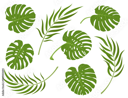 Tropical palm leaves. Set of various tropical leaves of the palm. Isolated. Vector illustration