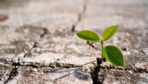 Fotografía New Life Sprouting Through Concrete