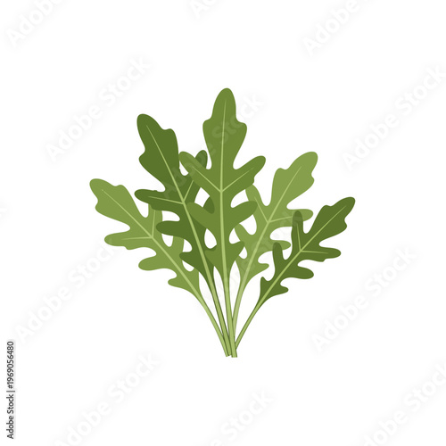 Arugula leaves illustration, a nutritious and leafy green vegetable, perfect for salads and culinary uses