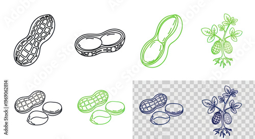 Peanut Plant and Shell Illustrations: Line Art and Color Sketches