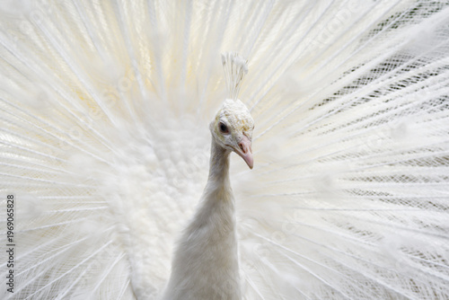 Bild auf Leinwand Close-up of a white peacock (Pavo cristatus) showing its impressive tail display with a gentle head turn