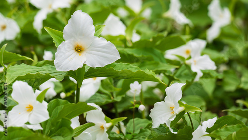 Ground-level closeup of a field of Great White Trilliums (Trillium grandiflorum) in full bloom