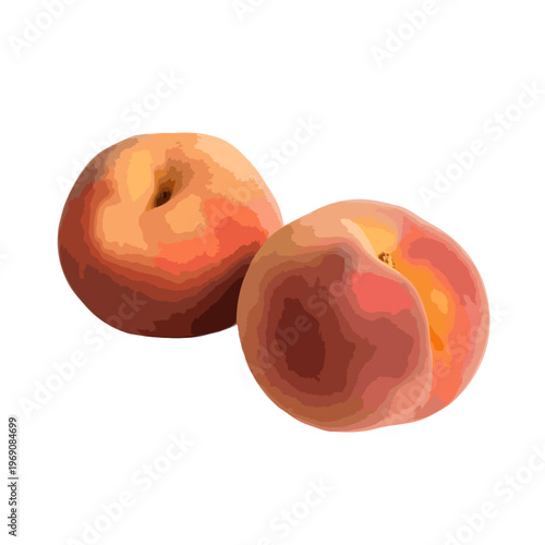 Two bright orange mandarins resting on a plain white background isolated on white background, Vector