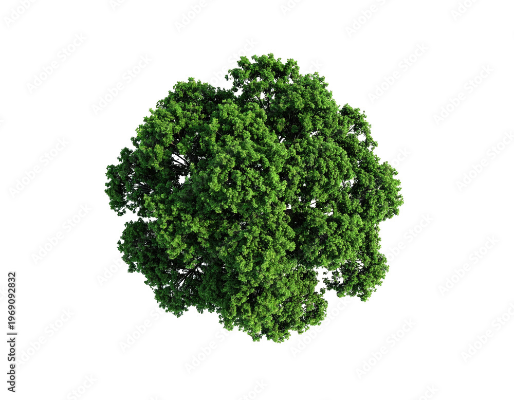 Obraz premium Top-down view of a dense, rounded green tree against a black background