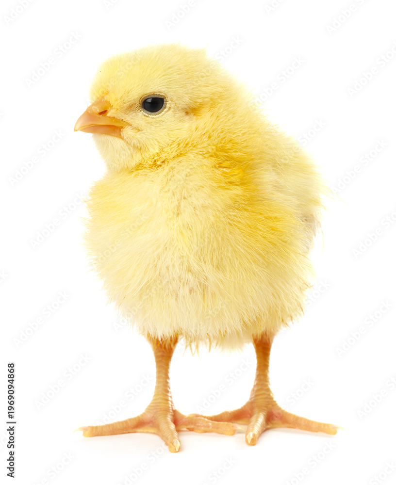 Fototapeta premium Cute yellow chick on white background. Baby animal