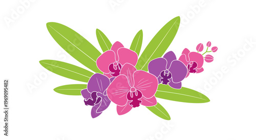 Pink and Purple Orchid Flowers Blooming.