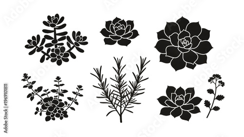 Succulent Plants Silhouette Collection