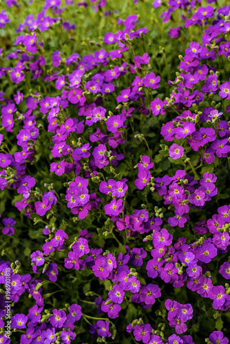 Blossom on purple rock cress