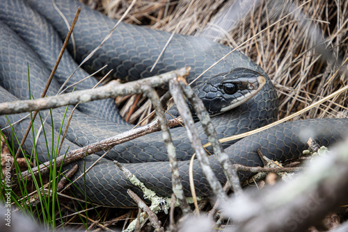 first black gray blue racer coluber constrictor in spring out basking