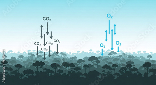 A vector graphic illustrating the exchange of oxygen and carbon dioxide in a forest ecosystem