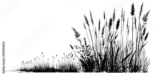Dried grass blades standing in a natural outdoor setting with sunlight