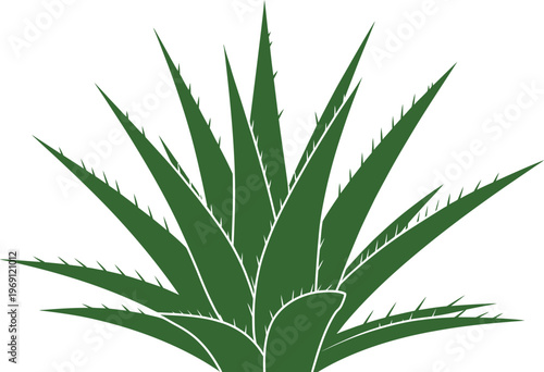 Green aloe vera plant with spiky leaves