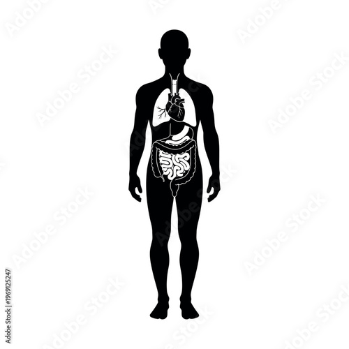 Human Anatomy Silhouette with Internal Organs Diagram.